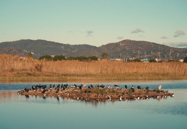 Salvem el delta del Llobregat! No a l’ampliació de l’aeroport's header image