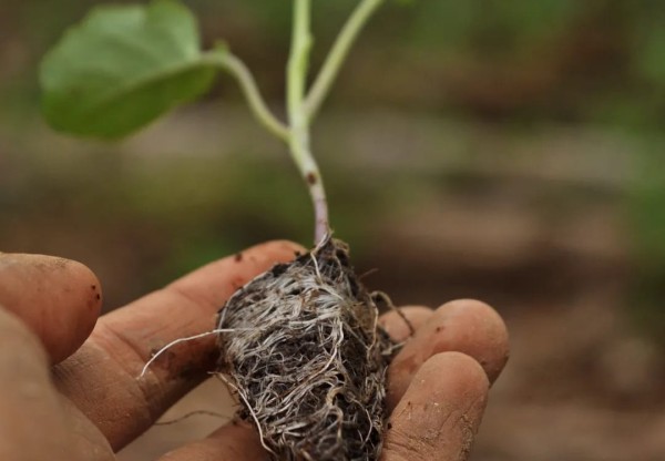 El Rincón del Waiki · Una escuela de pan en la isla más alta del mundo's header image