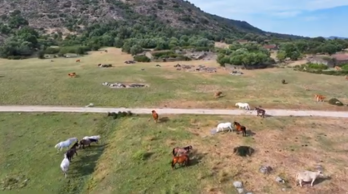 2025-07-04-caballos.png