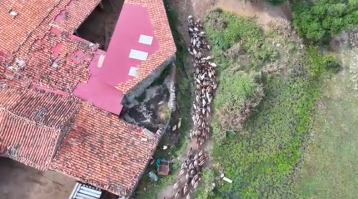 2025-07-04-cabras.png