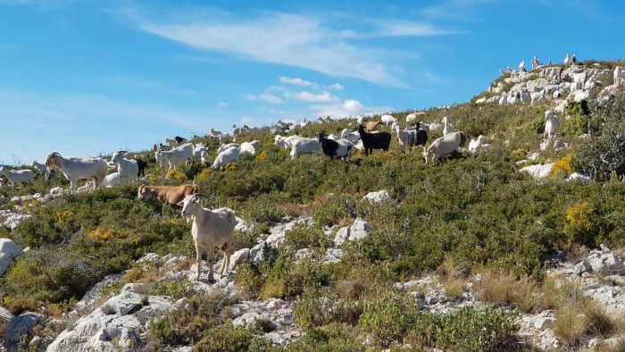 Ganadería extensiva en la #COP25