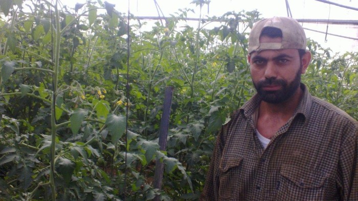 beneficiary-farmer-in-his-greenhouse-after-distrib