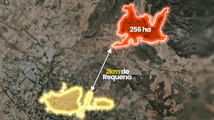comparacion-tamanos-limonero-y-requena.jpg